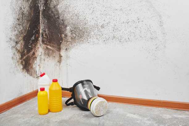 Best Office Mold Removal Services  in Brooklyn Center, MN