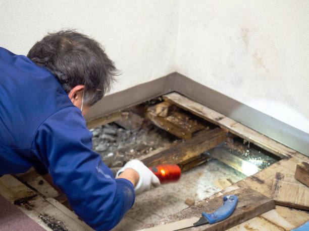 Best Home Mold Removal  in Brooklyn Center, MN