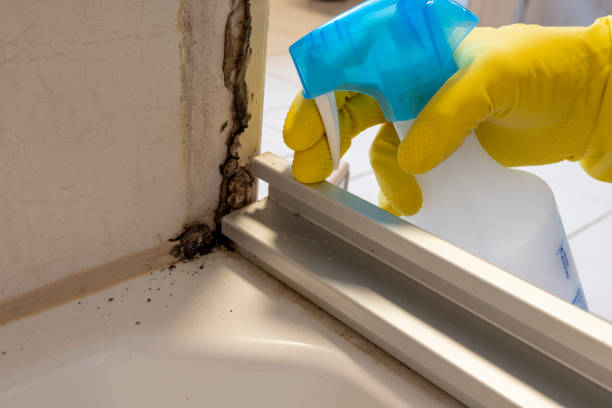 Best Professional Mold Removal  in Brooklyn Center, MN