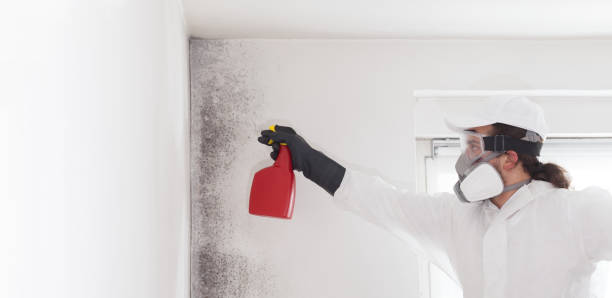 Best Mold Testing  in Brooklyn Center, MN