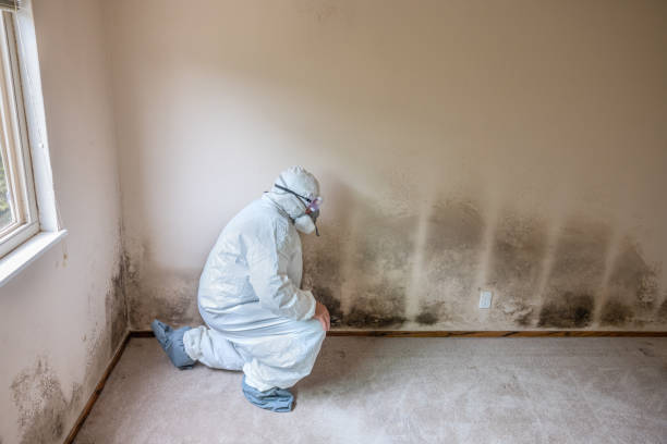 Best Affordable Mold Removal  in Brooklyn Center, MN
