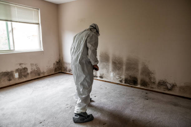 Best Mold Damage Repair  in Brooklyn Center, MN