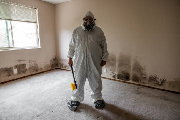 Mold Removal Process in Brooklyn Center, MN