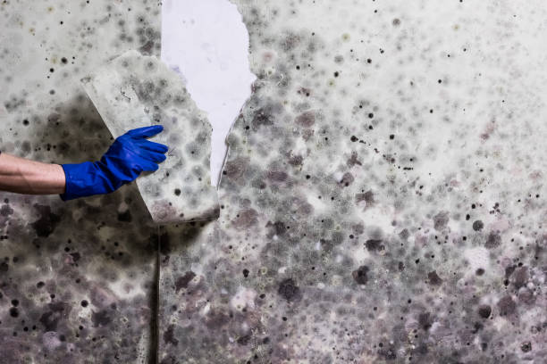Best Mold Remediation  in Brooklyn Center, MN
