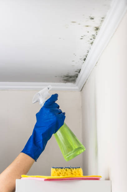 Best Local Mold Removal Service  in Brooklyn Center, MN