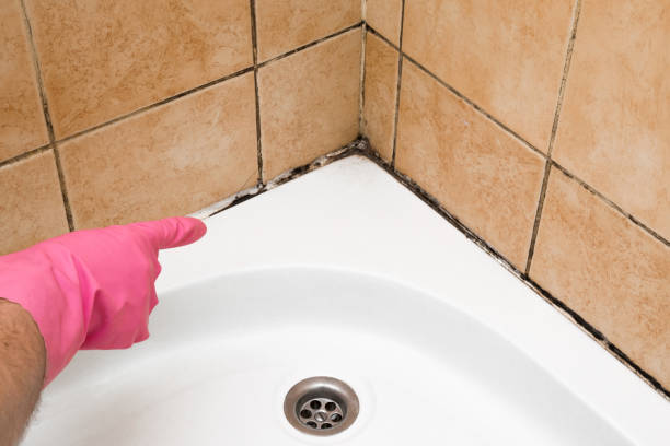Best Emergency Mold Removal  in Brooklyn Center, MN